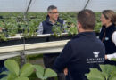 Change In Salt Flushing Approach Pays Big Dividends For Strawberry Grower