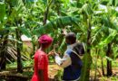 Two Forms of Critical AI Literacy And Why They Matter For Farming Communities