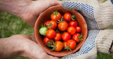Food Security Strained by Complex, and Sometimes Overlooked, Trade Barriers Food Security Strained by Complex, and Sometimes Overlooked, Trade Barriers