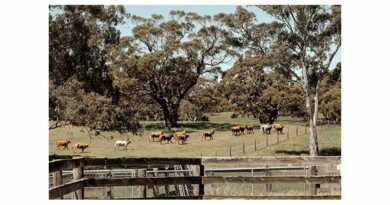 Southern Markets Transition To Seasonally Tight Supply