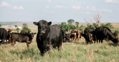 Cattle Chat: Growth Implants’ Effect On Efficiency