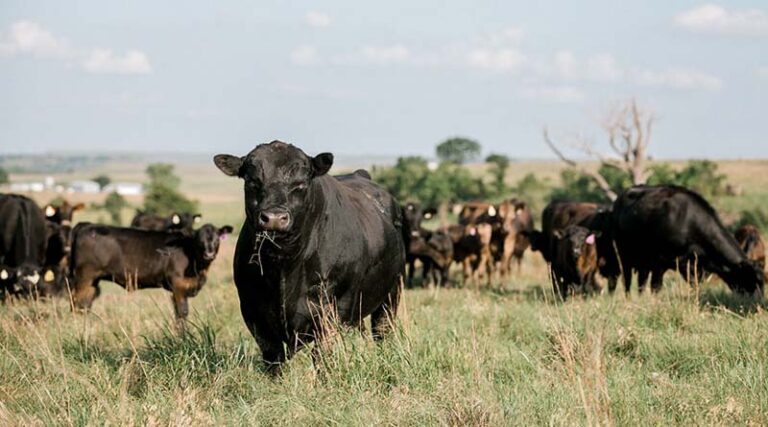 Cattle Chat: Growth Implants’ Effect On Efficiency