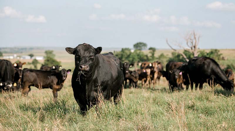 Cattle Chat: Growth Implants’ Effect On Efficiency