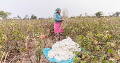 Indian Government Takes Up Cotton Productivity Issue, Charts 5-Year Roadmap
