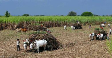 India Approves Sugarcane FRP at ₹365 per Quintal for 2026-27 India Approves Sugarcane FRP at ₹365 per Quintal for 2026-27