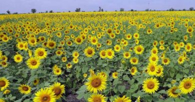 India Approves MSP Procurement for Sunflower in Karnataka and Gram in Maharashtra, Support Worth ₹4,886 Crore India Approves MSP Procurement for Sunflower in Karnataka and Gram in Maharashtra, Support Worth ₹4,886 Crore