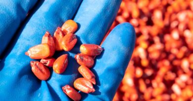 Center for Food Safety Sues EPA to Force Release of Pesticide Treated Seed Documents