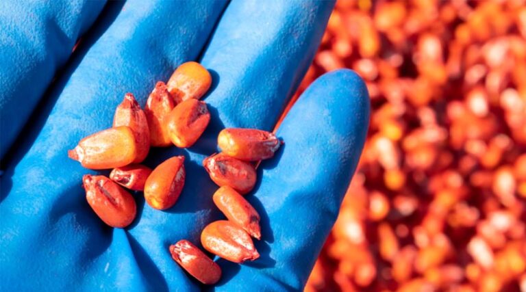 Center for Food Safety Sues EPA to Force Release of Pesticide Treated Seed Documents