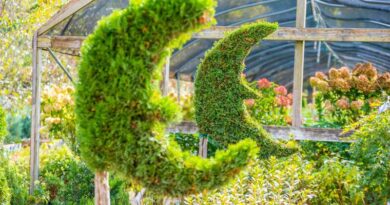 Moon Valley Nurseries Debuts Third Tennessee Location in Hendersonville Moon Valley Nurseries Debuts Third Tennessee Location in Hendersonville