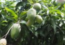 Chemical-Free Mango Farming: Complete Guide to Bio-Control Agents, Fertilizer Use and Micronutrient Management