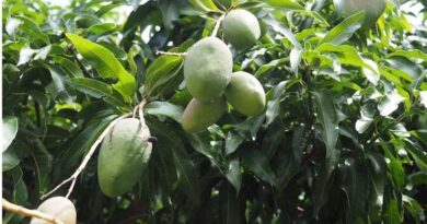 Chemical-Free Mango Farming: Complete Guide to Bio-Control Agents, Fertilizer Use and Micronutrient Management