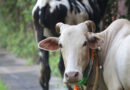 NDDB’s Indigenous GauSort Technology Drives Rise in Female Calf Births Across India