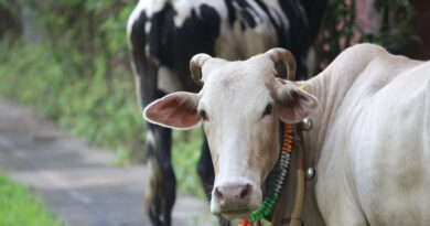 NDDB’s Indigenous GauSort Technology Drives Rise in Female Calf Births Across India NDDB’s Indigenous GauSort Technology Drives Rise in Female Calf Births Across India