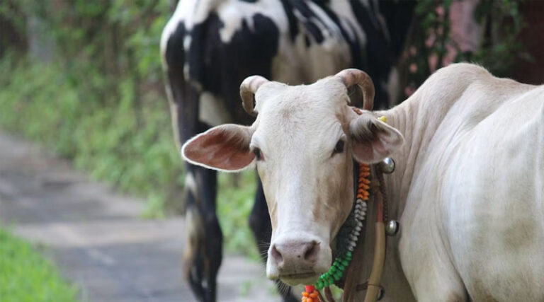 NDDB’s Indigenous GauSort Technology Drives Rise in Female Calf Births Across India