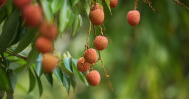 Bihar Litchi Crisis: Shivraj Singh Chouhan Forms High-Level Task Force to Save Crop