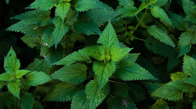 From Nettle Soup To Genebanks: Joachim von Braun On Food, Science And The Seeds Of The Future
