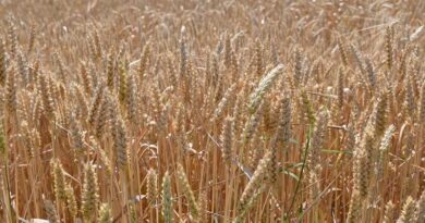 FAO Food Price Index Up For Third Consecutive Month Largely On Rising Vegetable Oil Prices FAO Food Price Index Up For Third Consecutive Month Largely On Rising Vegetable Oil Prices