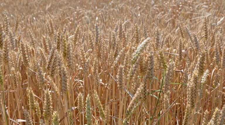 FAO Food Price Index Up For Third Consecutive Month Largely On Rising Vegetable Oil Prices