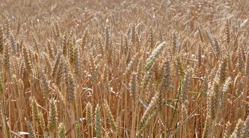 FAO Food Price Index Up For Third Consecutive Month Largely On Rising Vegetable Oil Prices