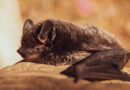 Bats In The Attic? Wildlife Expert Says You May Need To Let Them Be For Now