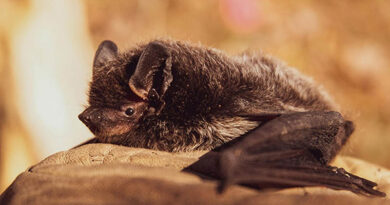 Bats In The Attic? Wildlife Expert Says You May Need To Let Them Be For Now