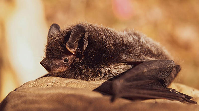 Bats In The Attic? Wildlife Expert Says You May Need To Let Them Be For Now