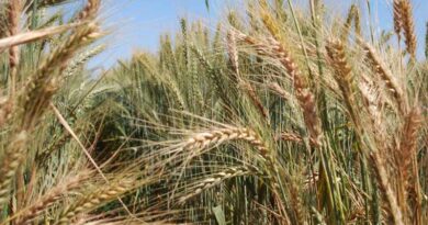Global Wheat Health Alliance Launched To Strengthen Disease Resistance In Wheat Global Wheat Health Alliance Launched To Strengthen Disease Resistance In Wheat