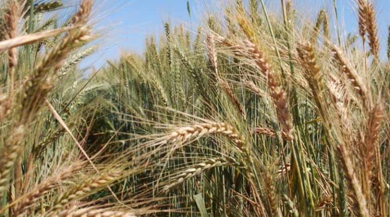 Global Wheat Health Alliance Launched To Strengthen Disease Resistance In Wheat