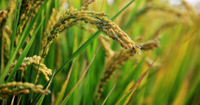 Land Expansion Program Boosts Indonesia's Rice Production, Finds a Hasanuddin University Study
