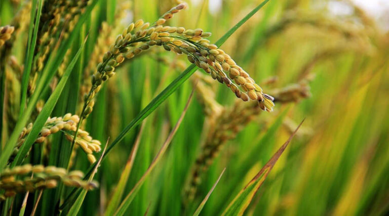Land Expansion Program Boosts Indonesia's Rice Production, Finds a Hasanuddin University Study