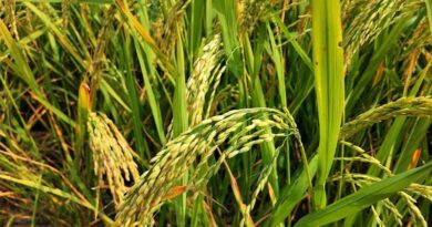Agricultural and Processed Food Products Export Development Authority (APEDA) Signs 70-Year Lease Agreement for Basmati and Organic Training Centre in Pilibhit