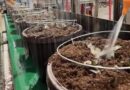 Nurseries Fighting Pests Back with Bio Blend
