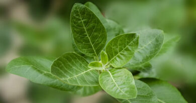 India’s Food Safety Authority Restricts Ashwagandha Leaves in Nutraceuticals