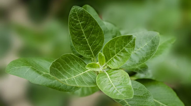 India’s Food Safety Authority Restricts Ashwagandha Leaves in Nutraceuticals