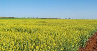 Latest Global GM Crop Figures Released