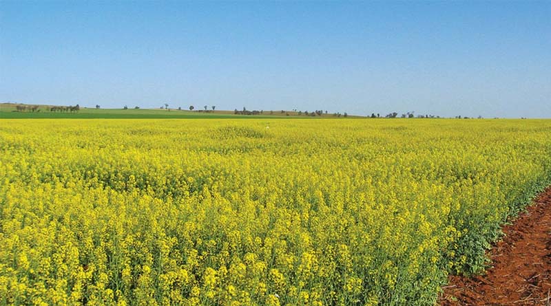 Latest Global GM Crop Figures Released