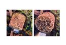 The Importance of Root Care for Plant Health