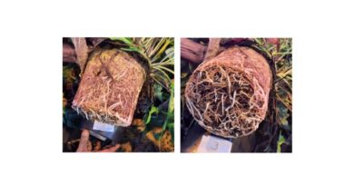 The Importance of Root Care for Plant Health The Importance of Root Care for Plant Health