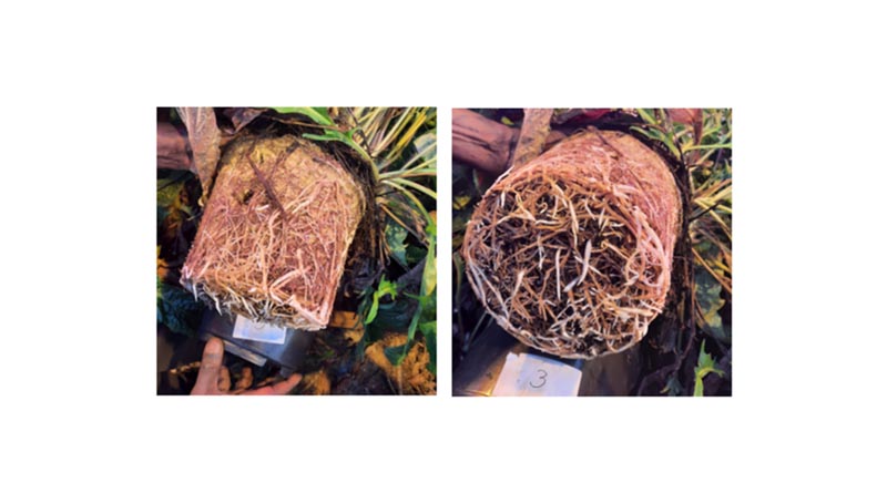 The Importance of Root Care for Plant Health