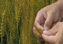 Kansas Wheat Is Experiencing Challenges This Spring