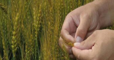 Kansas Wheat Is Experiencing Challenges This Spring Kansas Wheat Is Experiencing Challenges This Spring
