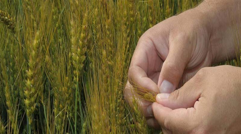 Kansas Wheat Is Experiencing Challenges This Spring