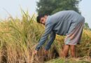 India Raises MSP for Kharif Crops for 2026-27; Soybean Seed Sees 7% Increase per Quintal