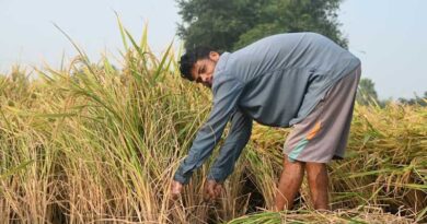 India Raises MSP for Kharif Crops for 2026-27; Soybean Seed Sees 7% Increase per Quintal