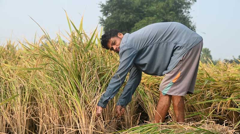 India Raises MSP for Kharif Crops for 2026-27; Soybean Seed Sees 7% Increase per Quintal