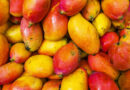 Nepal Clarifies No Ban on Indian Mango Imports, Phytosanitary Measures Remain in Force