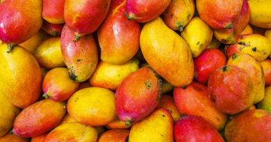 Nepal Clarifies No Ban on Indian Mango Imports, Phytosanitary Measures Remain in Force Nepal Clarifies No Ban on Indian Mango Imports, Phytosanitary Measures Remain in Force