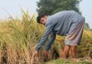 Why Reform Eludes Indian Agriculture