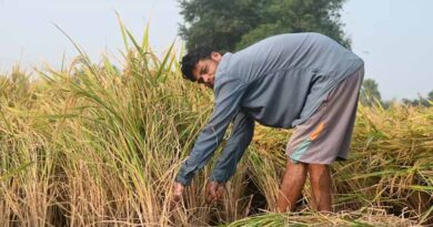 Why Reform Eludes Indian Agriculture