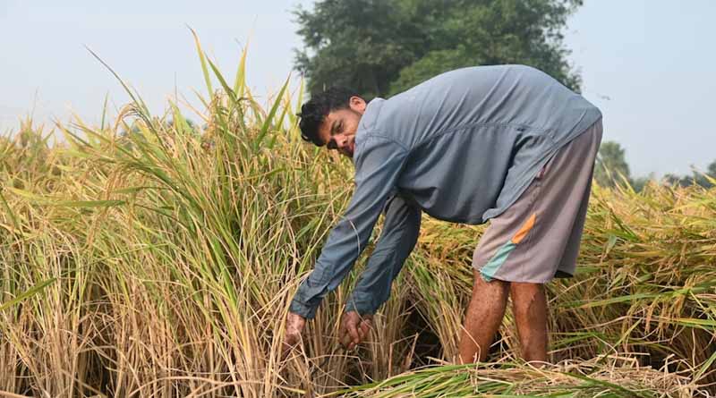 Why Reform Eludes Indian Agriculture